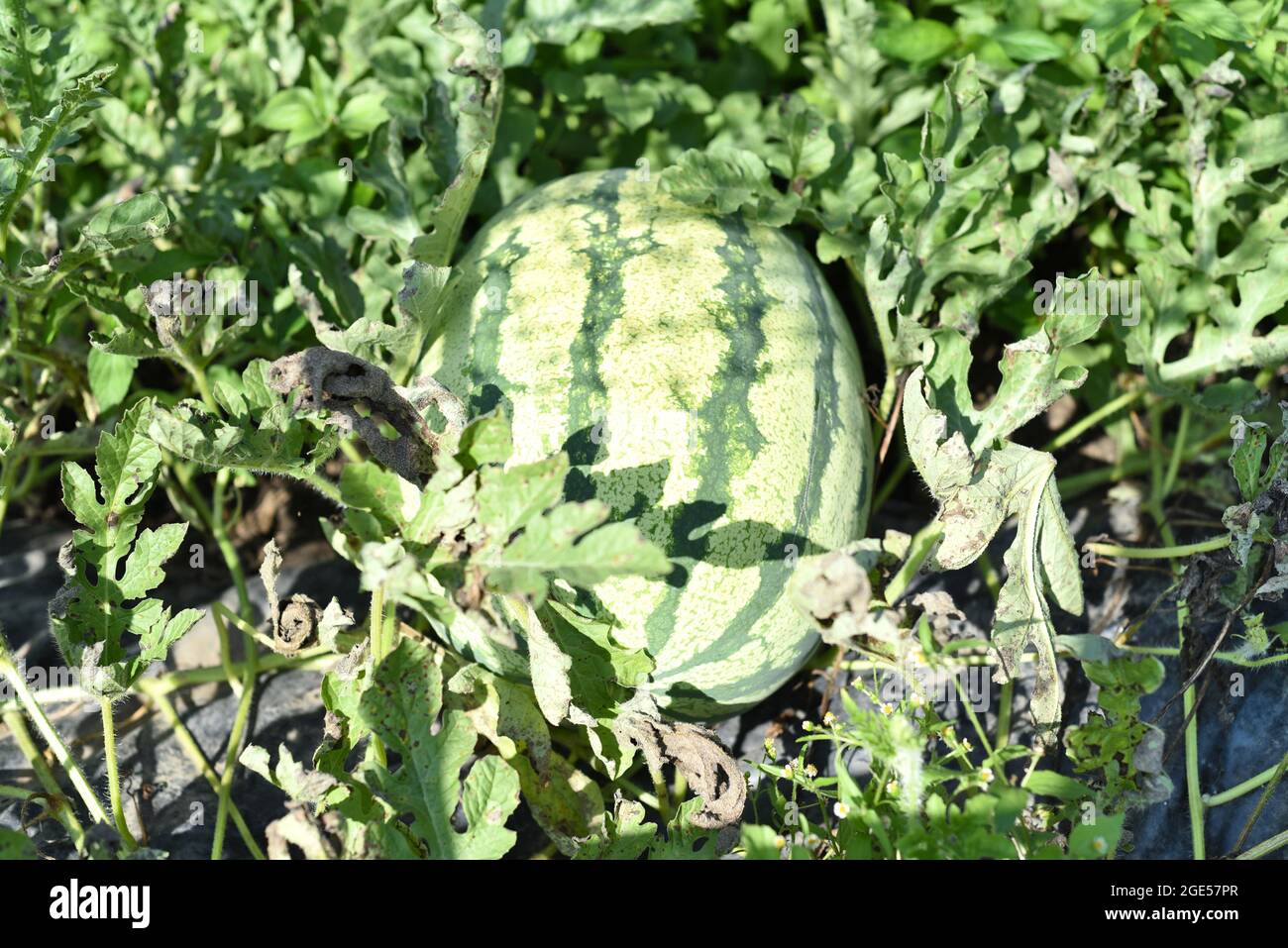 Very Ripen Watermelon Ripening watermelon hi-res stock photography and images - Alamy