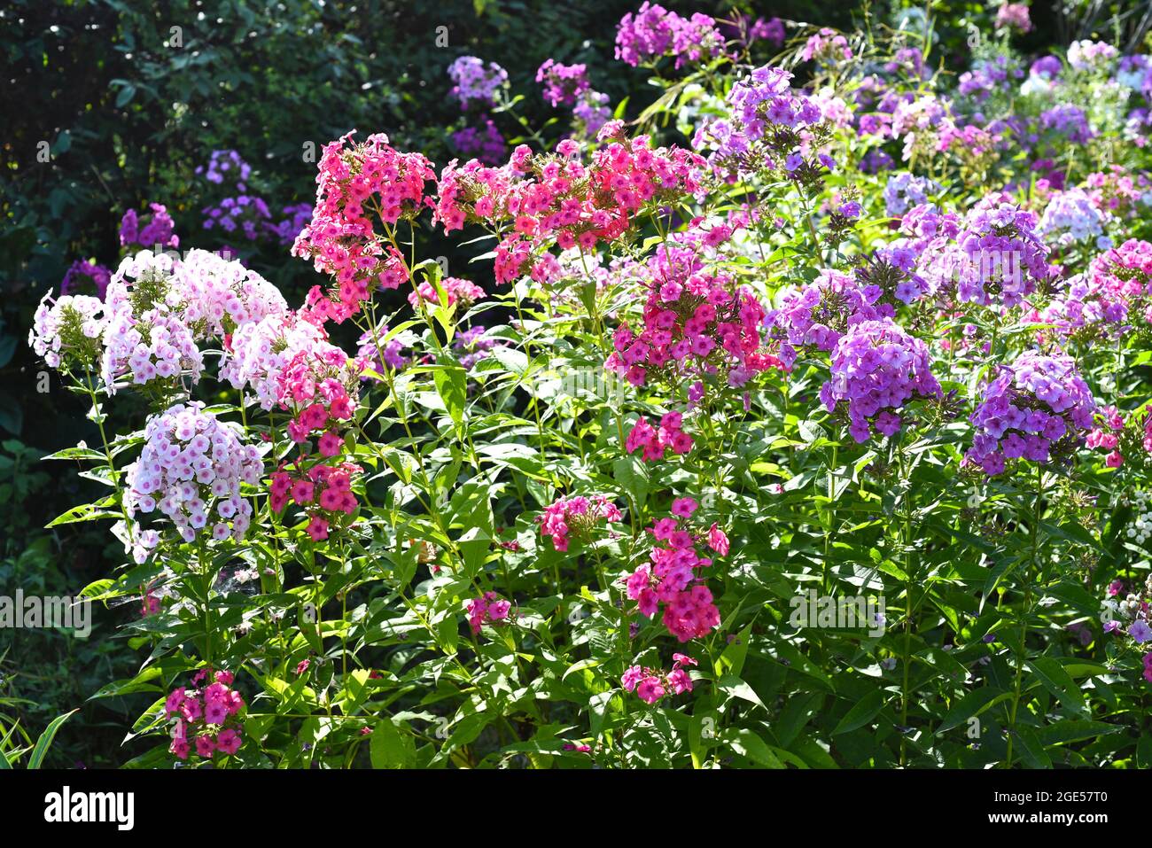 Russian phlox hi-res stock photography and images - Alamy