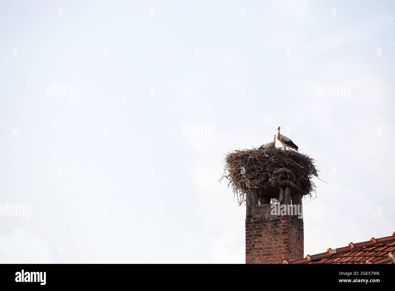 Picture of a storn nest with the bird standing on it during a sunny afternoon. Storks are large, long-legged, long-necked wading birds with long, stou Stock Photo