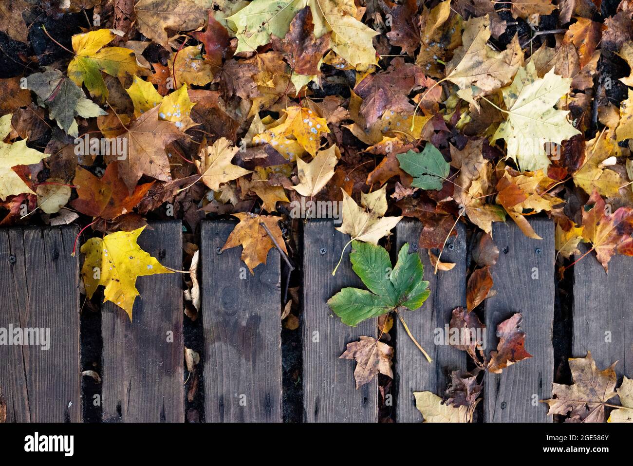Colorful background of autumn maple tree leaves background close up ...