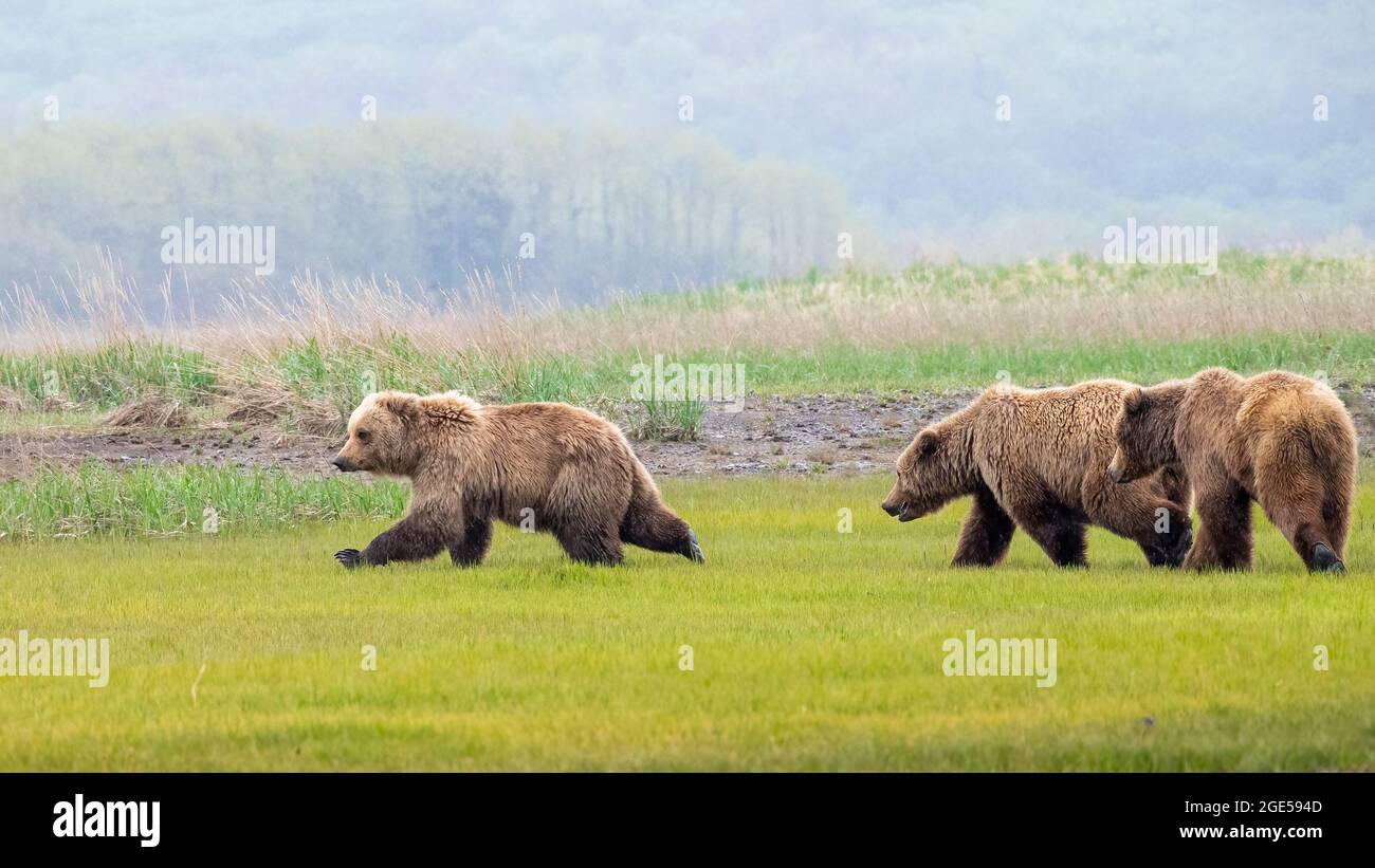 Three Alaska Peninsula Brown Bear or Coastal Brown Bear Juveniles at Play Stock Photo