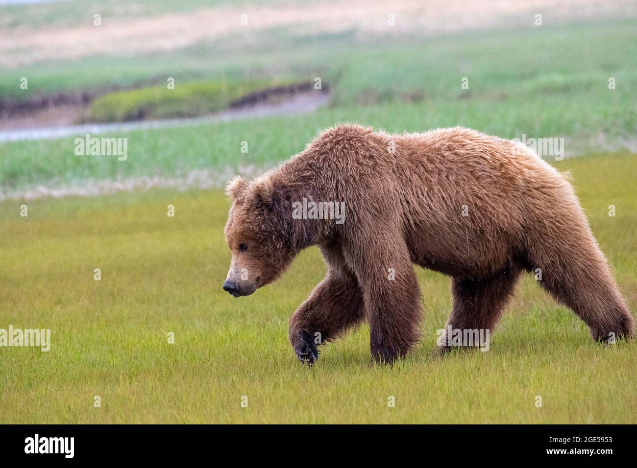 Alaska Peninsula Brown Bear or Coastal Brown Bear in the Rain Stock Photo