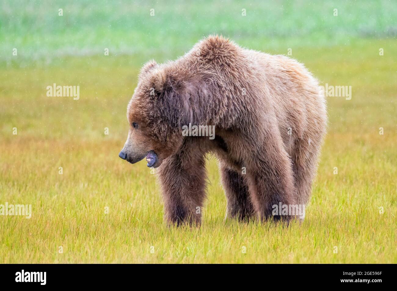 Alaska Peninsula Brown Bear or Coastal Brown Bear in the Rain Stock Photo