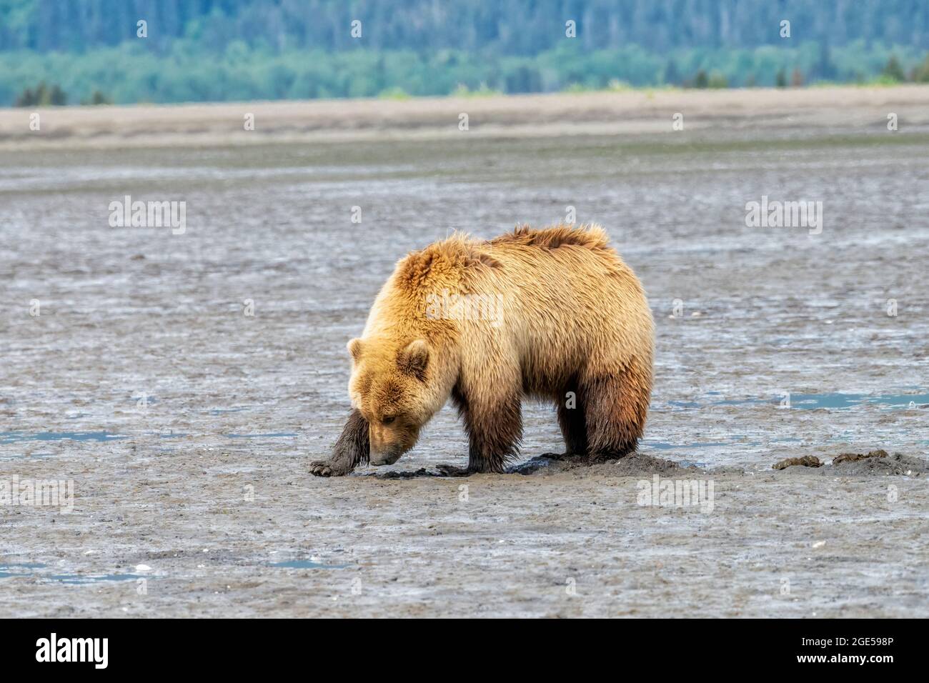 Alaskan Brown Bear at Chinitna Bay Digging Clams on the Mud Flats Stock Photo