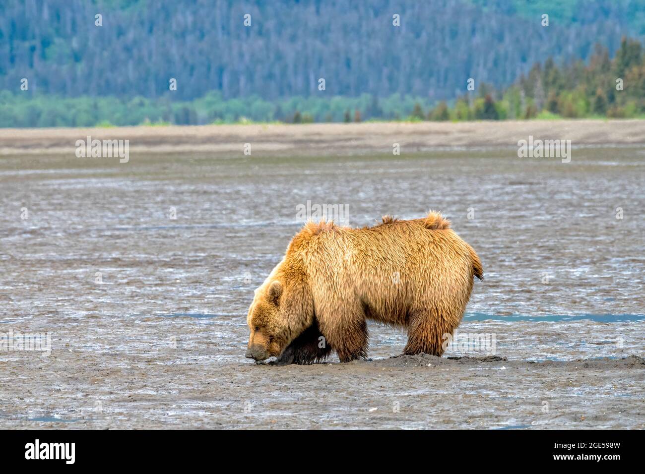 Alaskan Brown Bear at Chinitna Bay Digging Clams on the Mud Flats Stock Photo