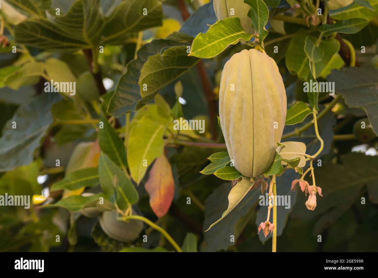 Chayote fruit or Sechium edule growing on the plant in summer outdoors Stock Photo
