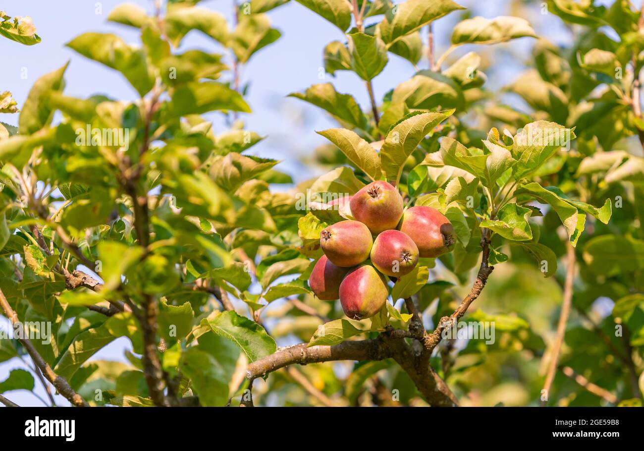 Fresh beautiful apples on the branches of apple trees in the garden. Stock Photo
