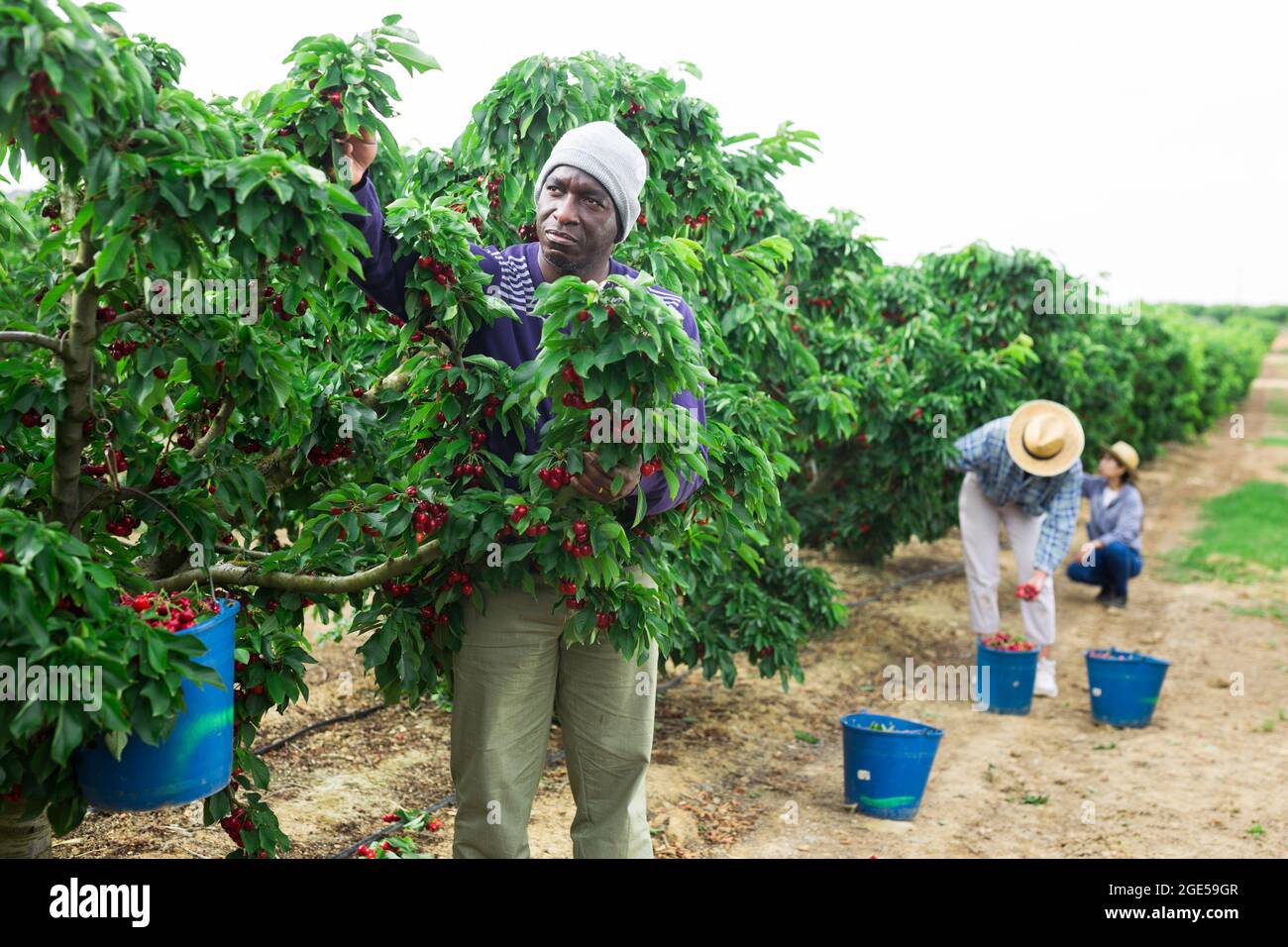 African farmer picking cherries in fruit garden Stock Photo Alamy