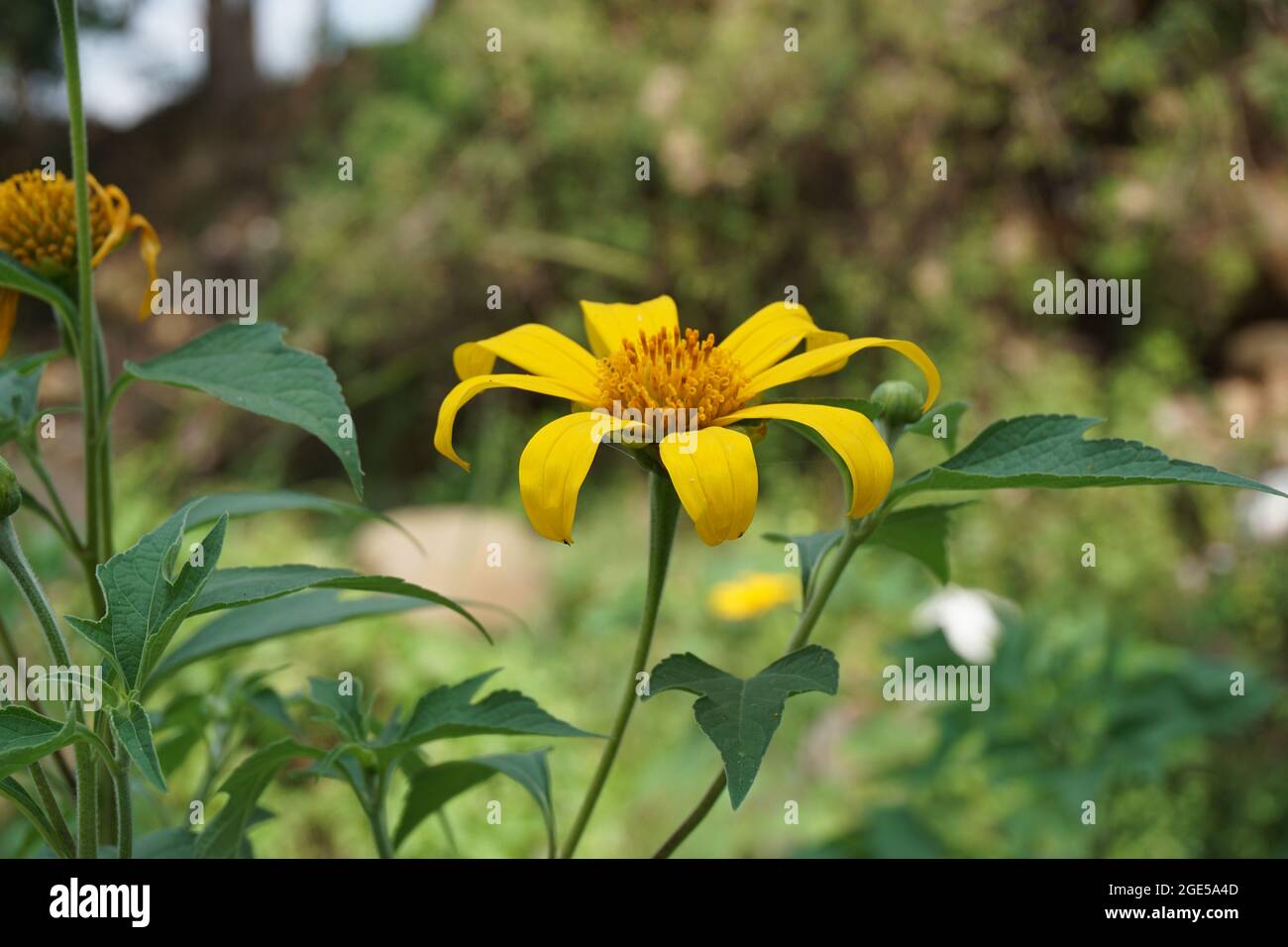 Mexican sunflower (Tithonia diversifolia) with a natural background. Also, use as herbal medicine for diabetes Stock Photo