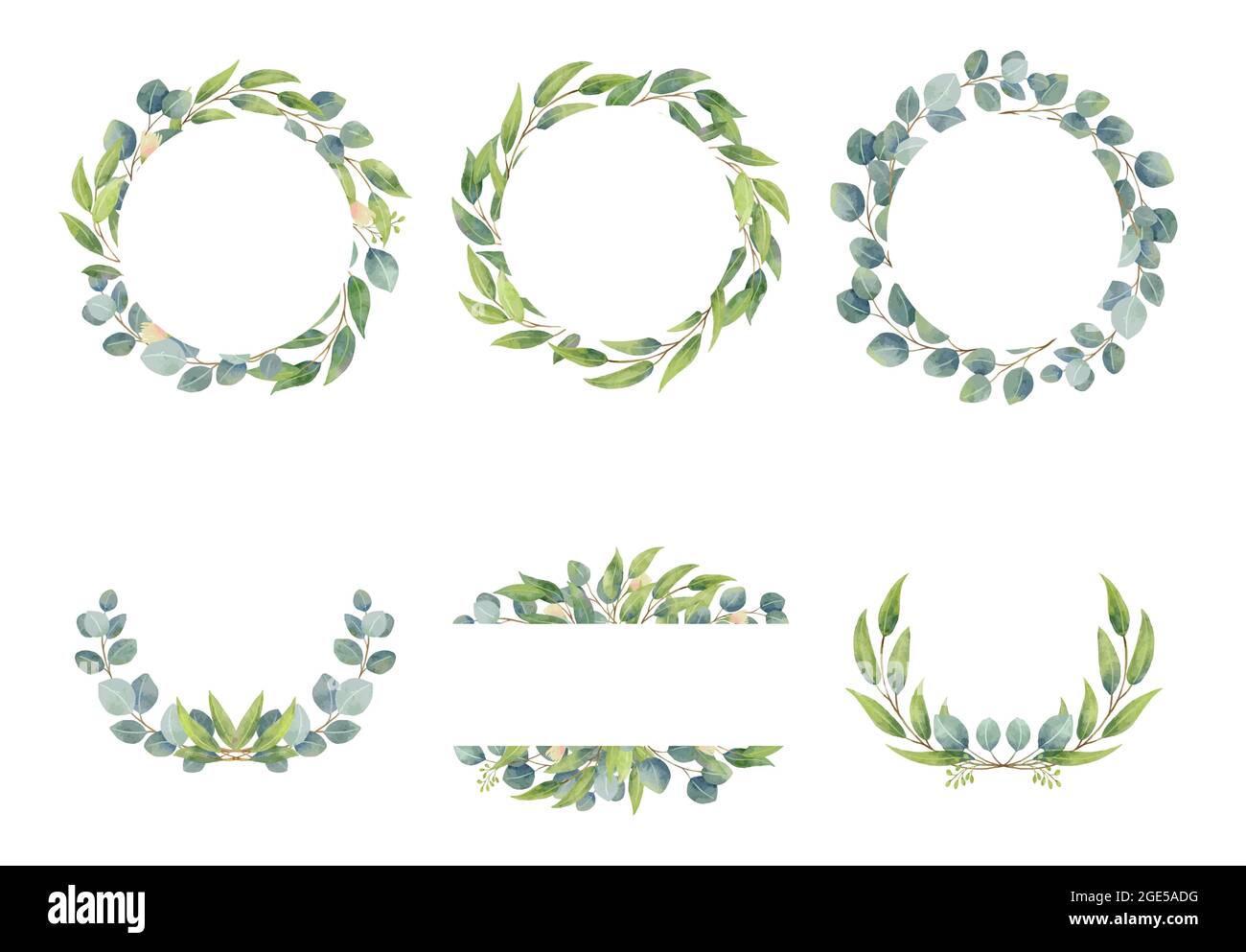 Eucalyptus branches wreaths with watercolor style.  Wedding greenery in circle decorative design elements. Stock Vector