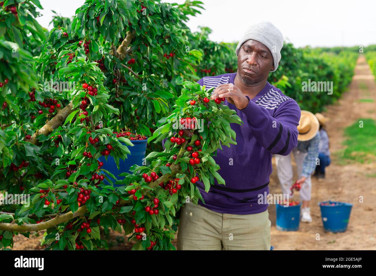African man picking cherries Stock Photo Alamy