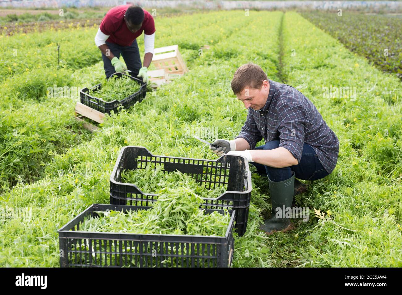 Farm worker cutting mizuna on field Stock Photo - Alamy