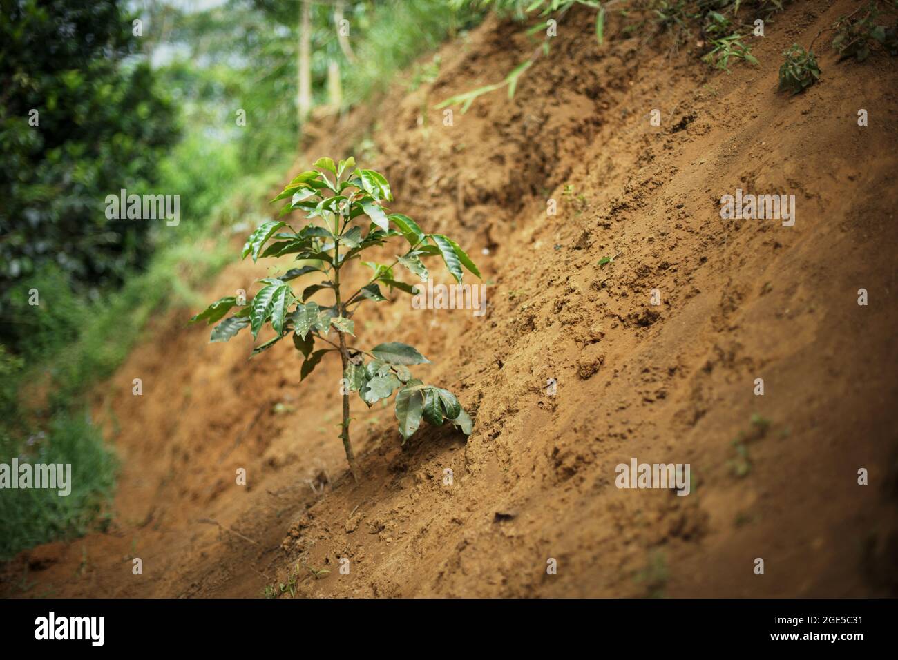 Young arabica coffee plant at a coffee farm that lies on an elevation of approximately 900 meter