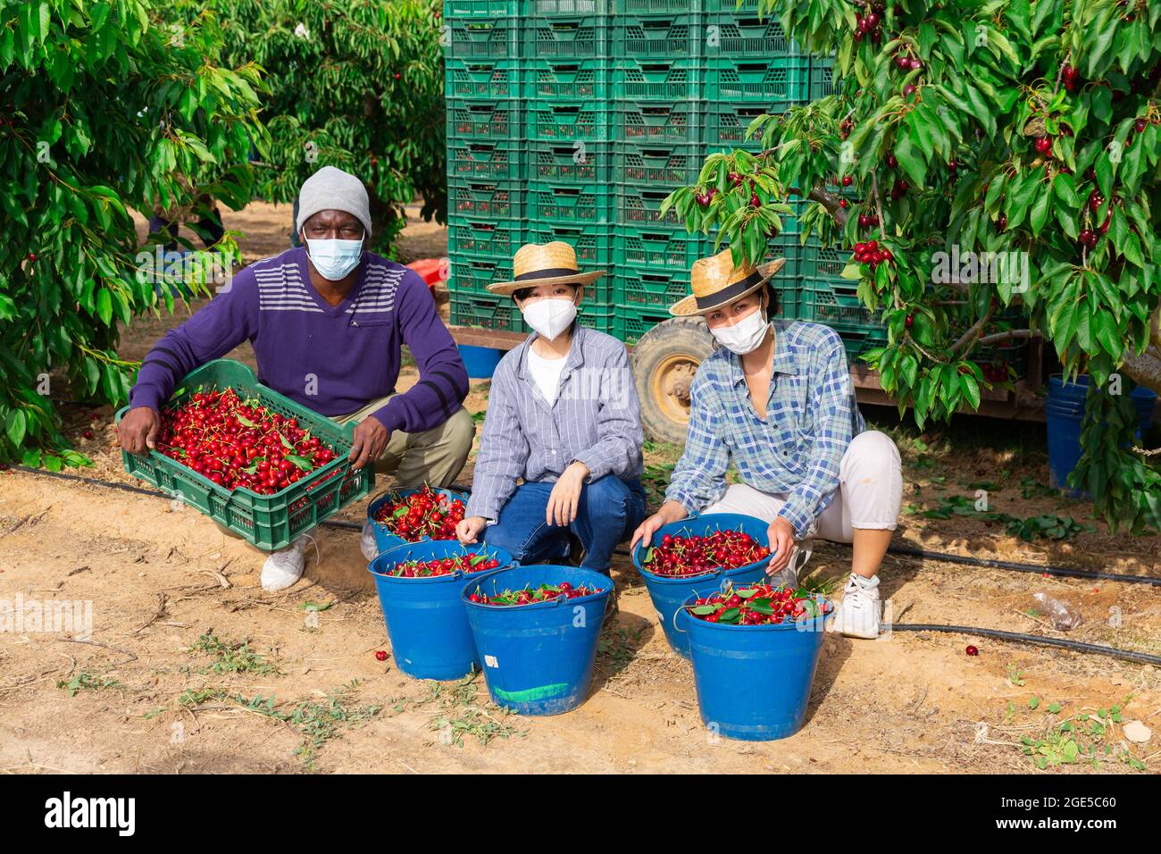 People with cherry crop with mask Stock Photo