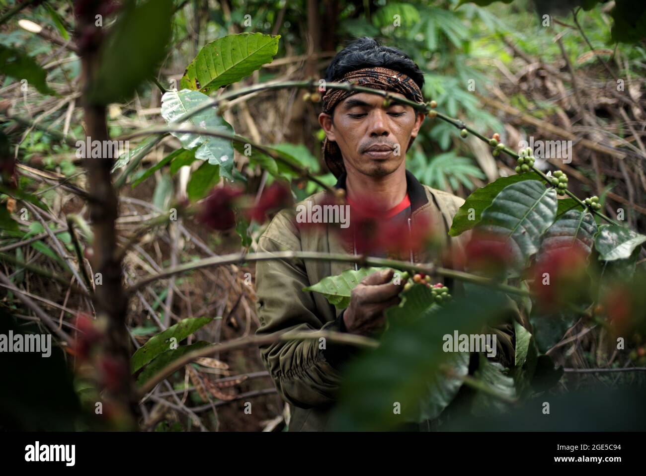 A coffee farmer harvesting robusta coffee at a coffee farm in Pacet, Cianjur, West Java, Indonesia. The tropical soils coffee calls home are naturally acidic and low in the minerals calcium and magnesium, a publication in AZO Life Sciences has revealed on Aug 12, 2021. Adding fertilizer to the soils adds to its acidity. This all adds up to lower yields for coffee plants. Stock Photo
