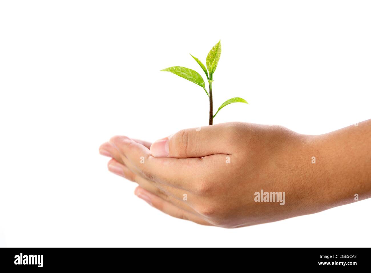 Human hand holding young plant isolated on white background, use for ...