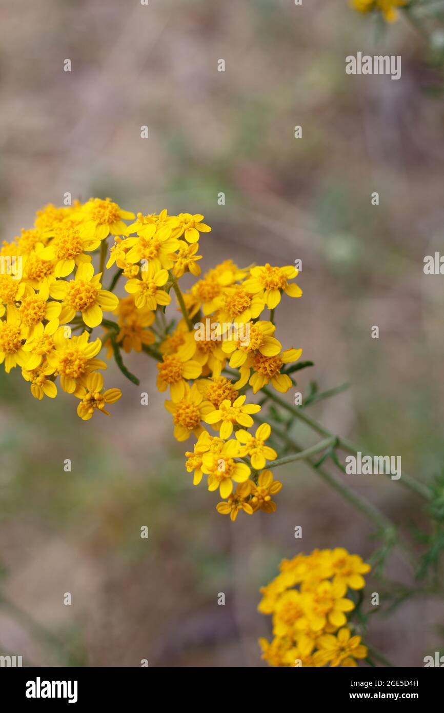 Yellow radiate head inflorescences of Golden Yarrow, Eriophyllum Confertiflorum, Asteraceae, native in the Santa Monica Mountains, Springtime. Stock Photo