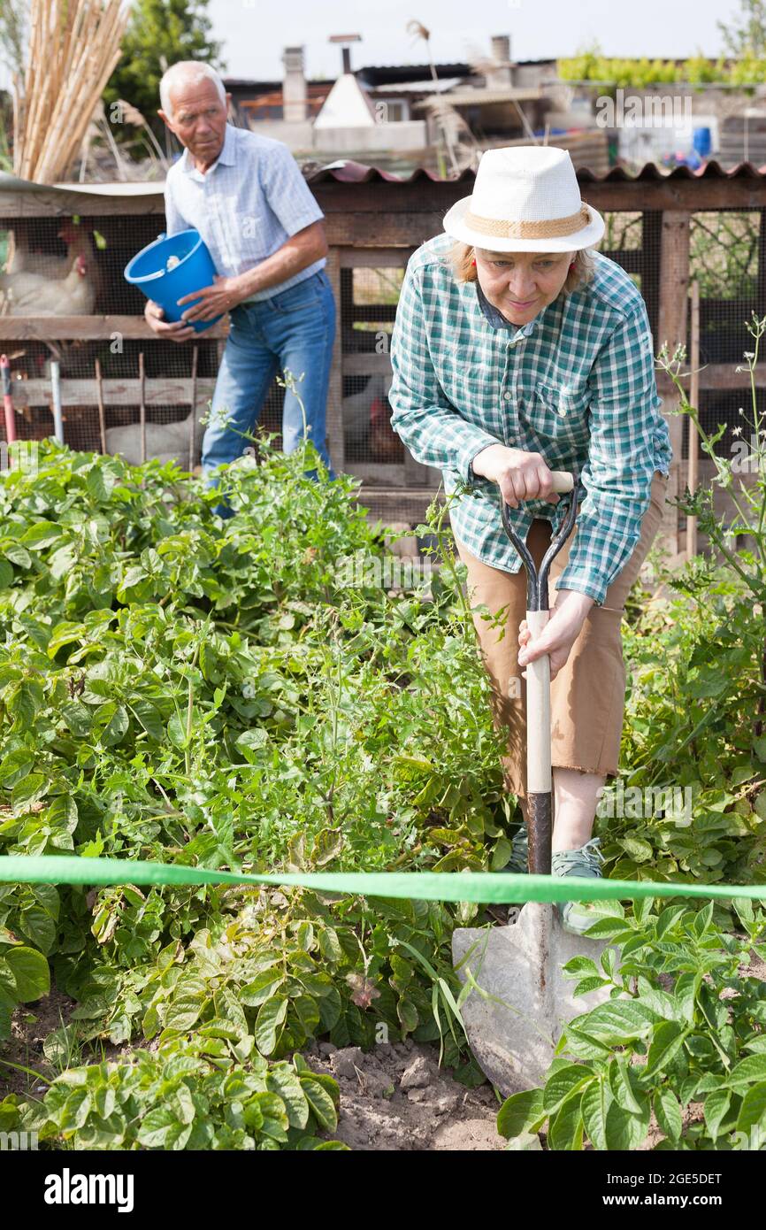 Senior woman is dripping harvest of potatoes by shovel in garden ...