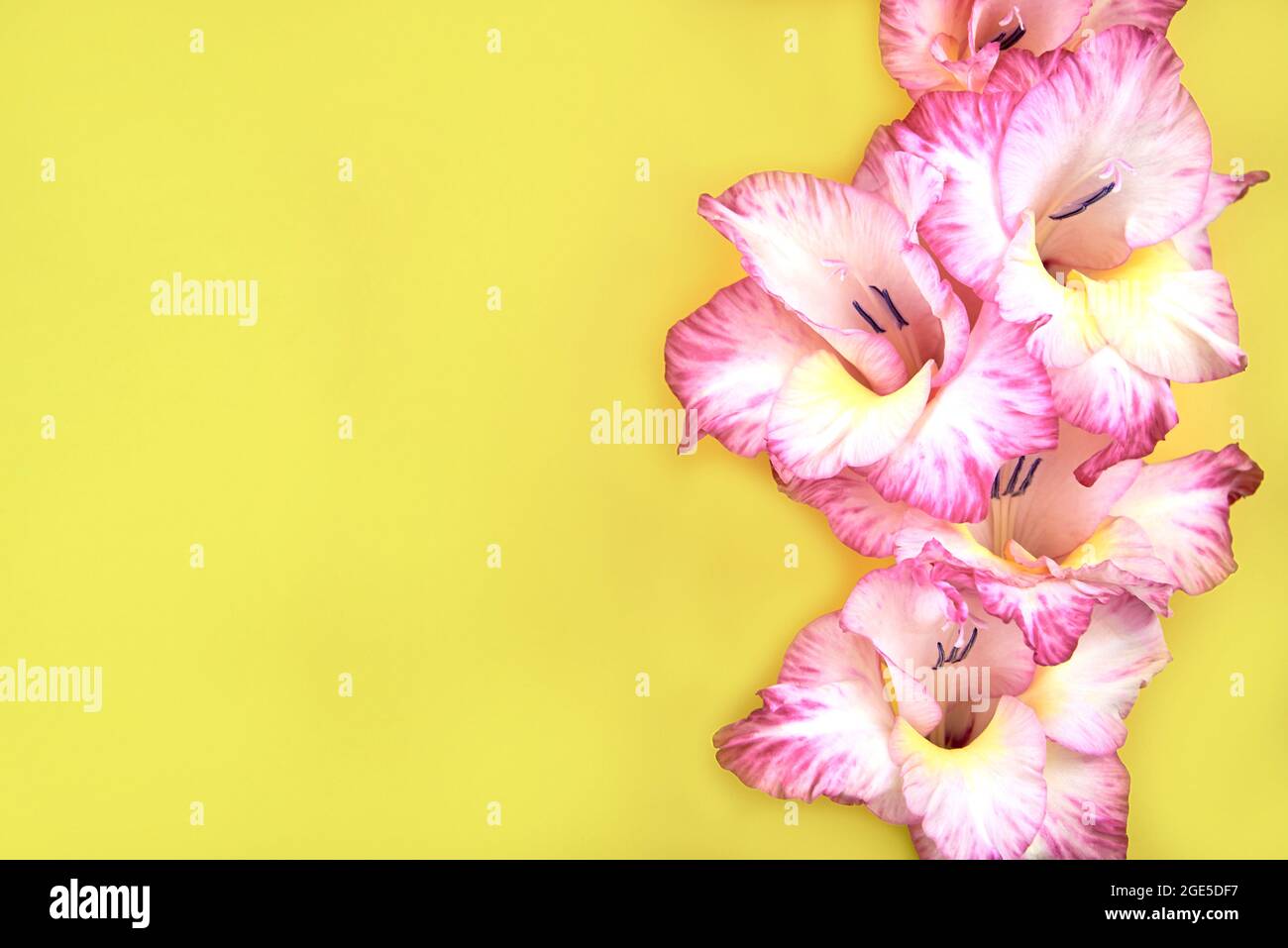 White-pink delicate gladiolus flowers on a yellow background, copy space. Stock Photo