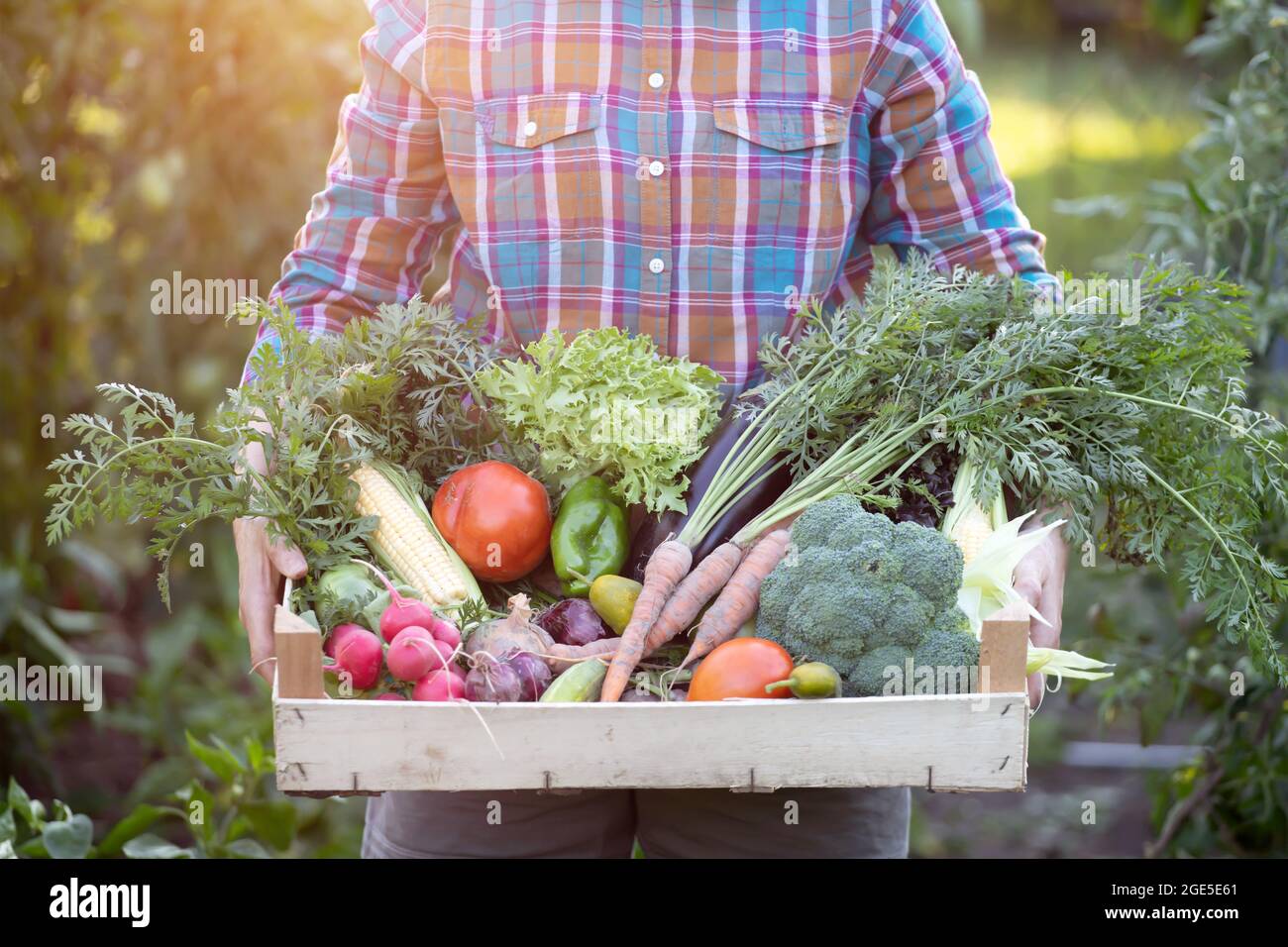 Farmer woman holding wooden box full of fresh raw vegetables. Growing ...
