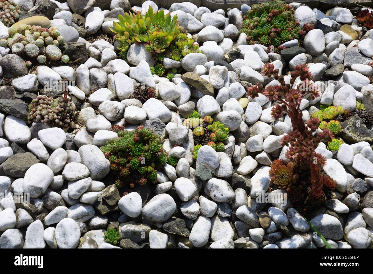 rockery garden in south germany with various of succulent plants growing in the dry summer sun Stock Photo