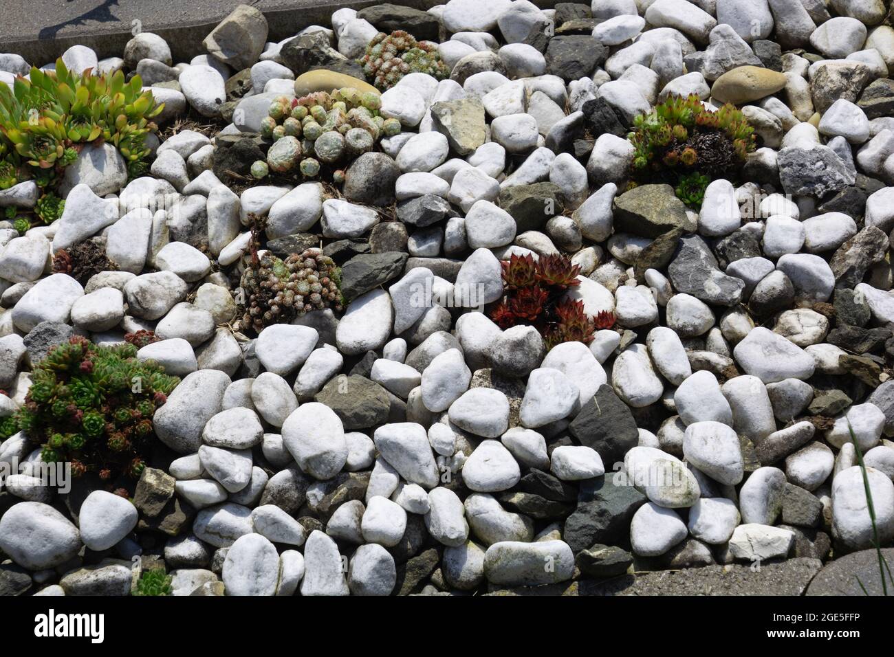 rock garden with white pebbles and different succulent species in the summer season Stock Photo