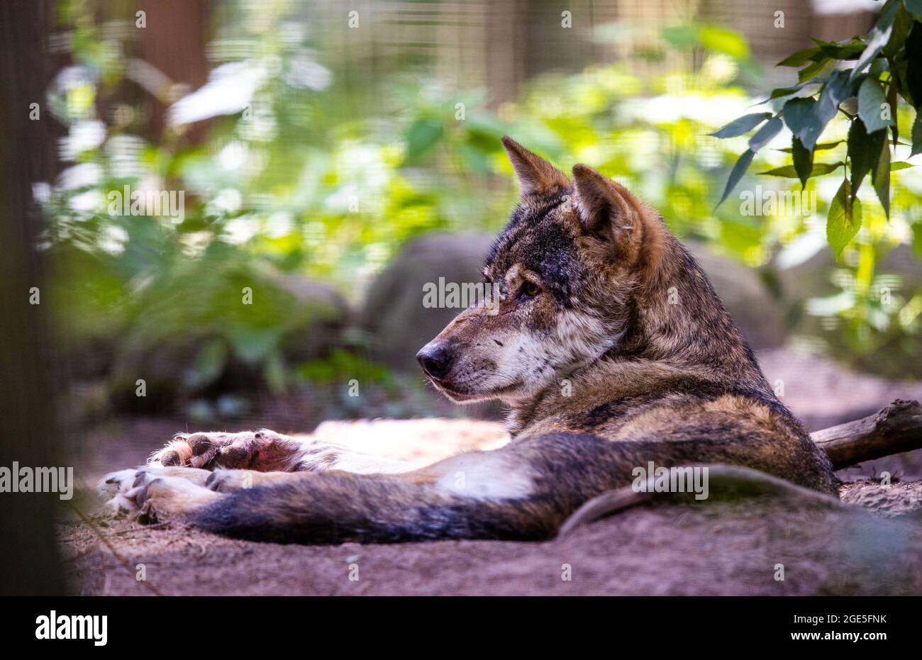 30 July 2021, Mecklenburg-Western Pomerania, Güstrow: A Eurasian wolf is  lying in the predator-WG in the Wildpark-MV. The Wildpark-MV is a  year-round open zoo with mainly native wild animals. Photo: Jens  Büttner/dpa-Zentralbild/ZB