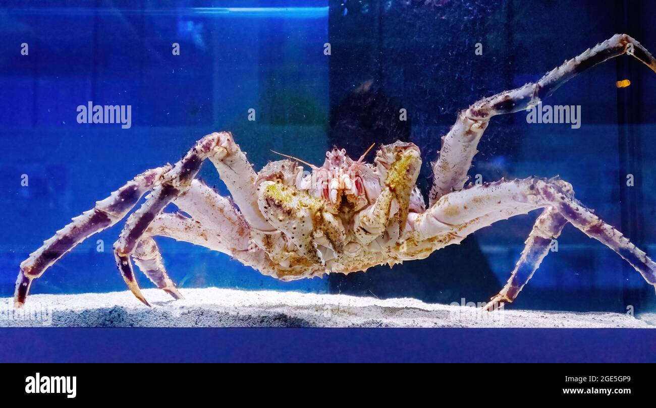 Kamchatka crab in the aquarium of the fish Department of the market ...