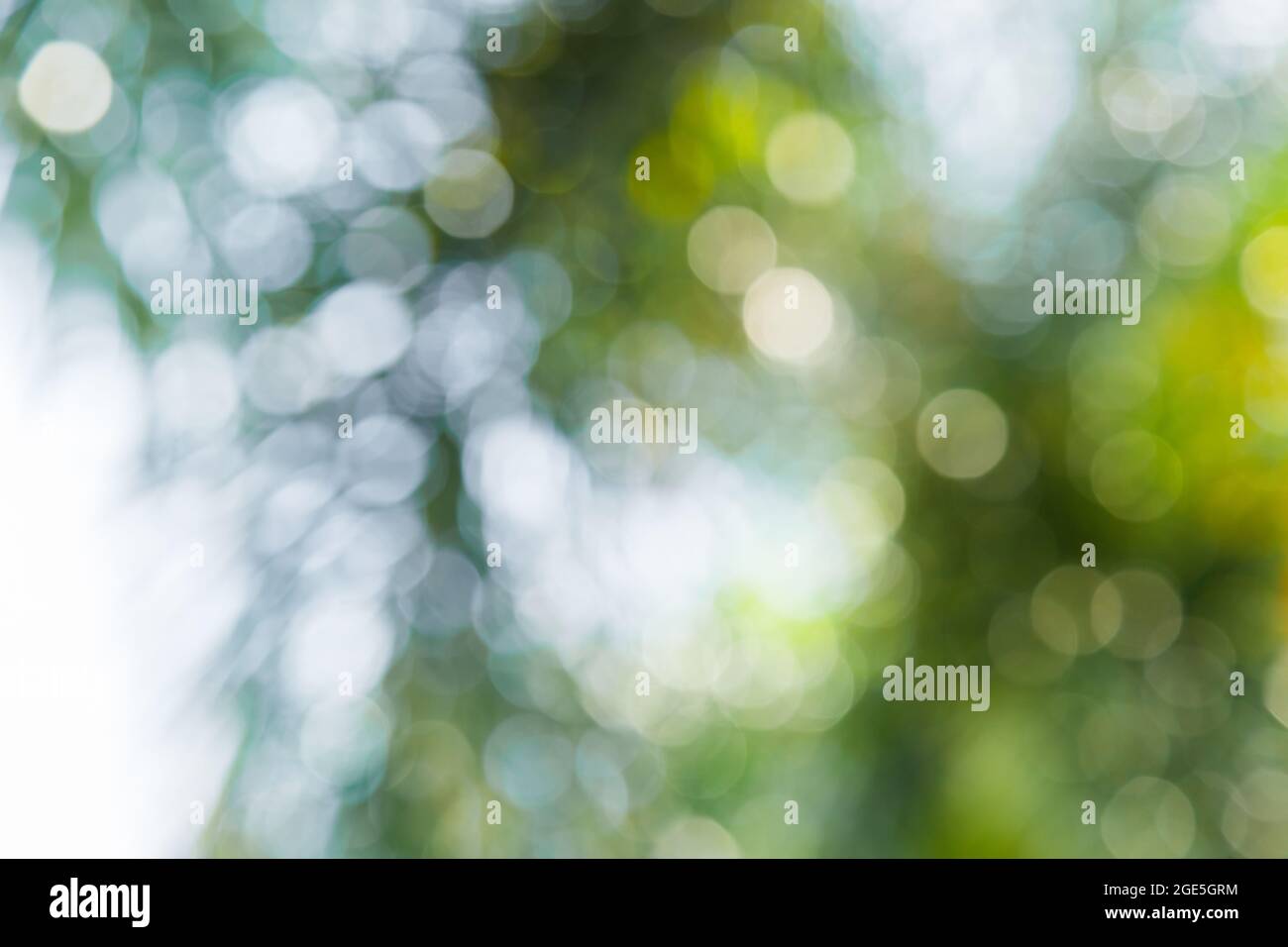 Nature green bokeh from tree background Stock Photo - Alamy