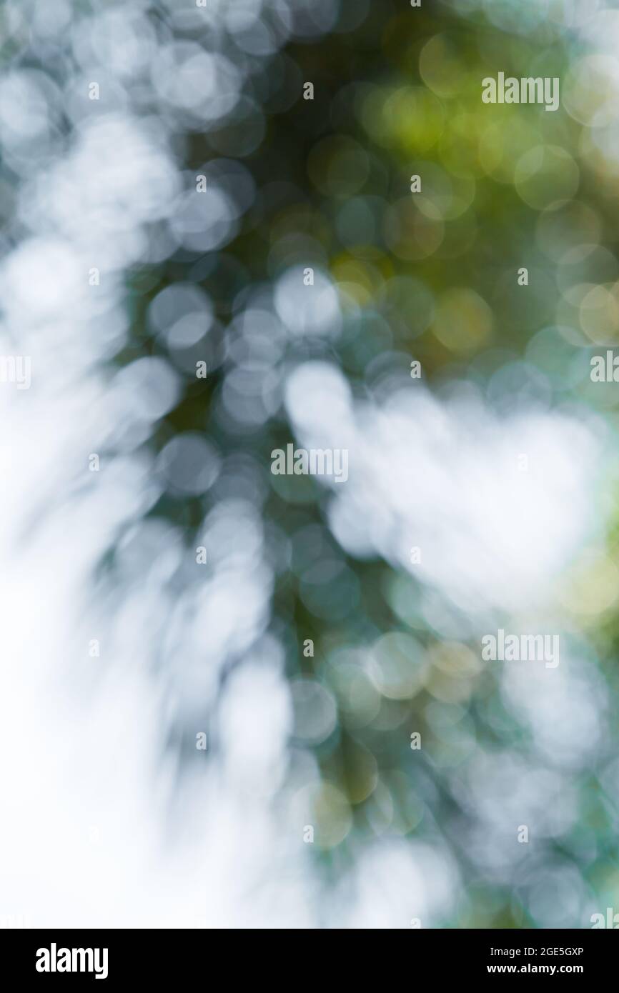 Nature green bokeh from tree background Stock Photo - Alamy