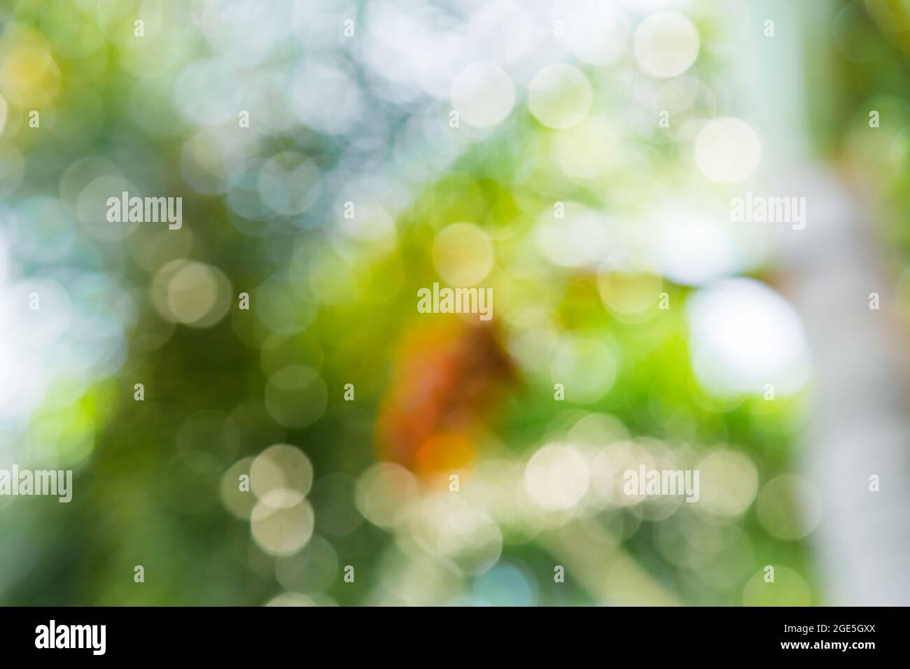 Nature green bokeh from tree background Stock Photo - Alamy