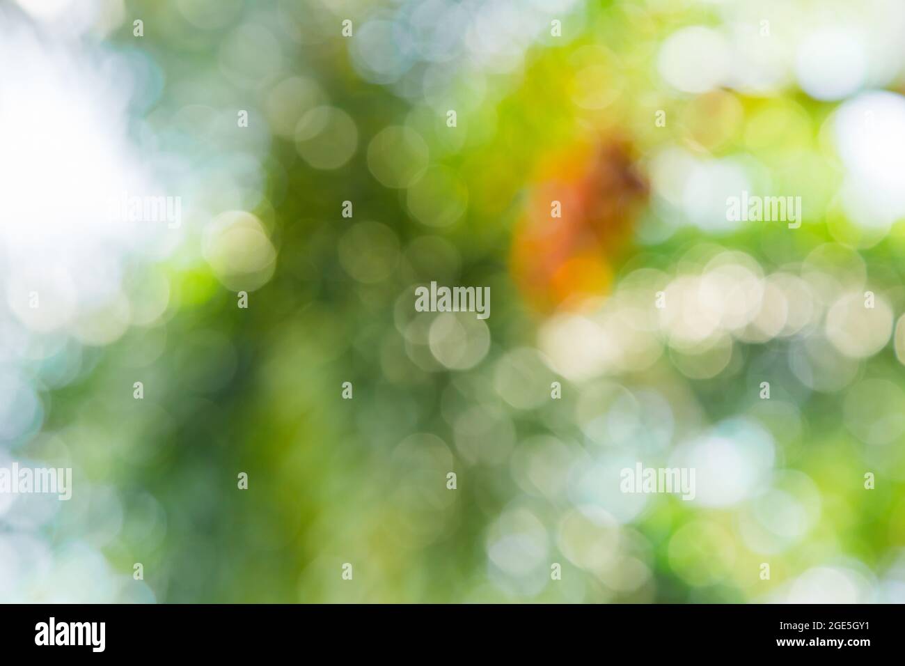 Nature green bokeh from tree background Stock Photo - Alamy