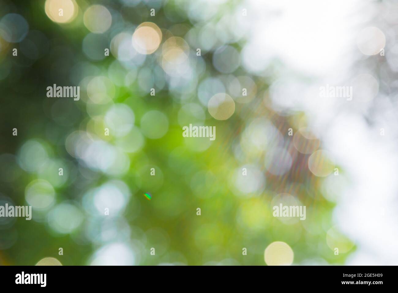 Nature green bokeh from tree background Stock Photo - Alamy