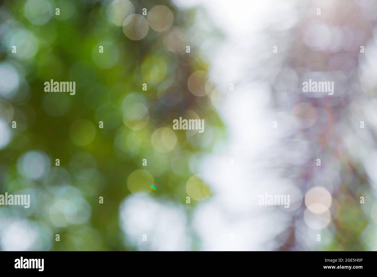 Nature green bokeh from tree background Stock Photo - Alamy