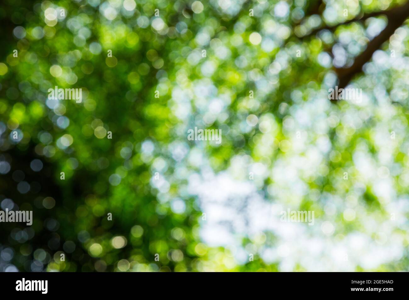 Nature green bokeh from tree background Stock Photo - Alamy