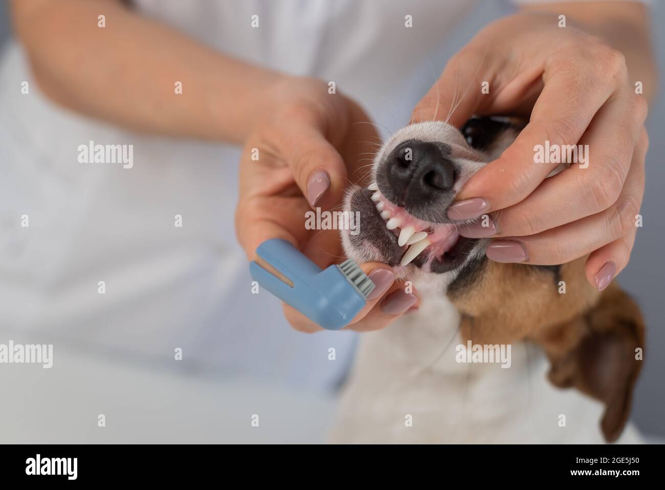 Woman veterinarian brushes the teeth of the dog jack russell terrier with a special brush