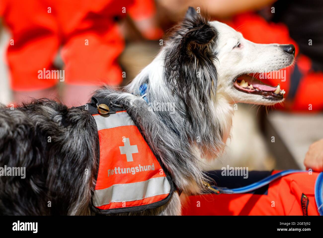 Berlin, Germany. 15th Aug, 2021. A rescue dog from the BRH Rettungshundestaffel Berlin waits for his turn at the fan screening of 'PAW Patrol: Der Kinofilm' at the cinema in the Kulturbrauerei. Credit: Gerald Matzka/dpa/Alamy Live News Stock Photo
