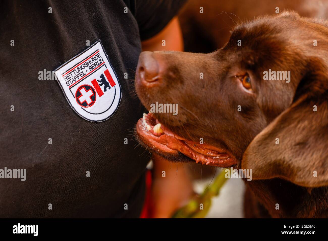 Berlin, Germany. 15th Aug, 2021. A rescue dog of the BRH Rettungshundestaffel Berlin next to its leader at the fan screening of 'PAW Patrol: Der Kinofilm' at the cinema in the Kulturbrauerei. Credit: Gerald Matzka/dpa/Alamy Live News Stock Photo