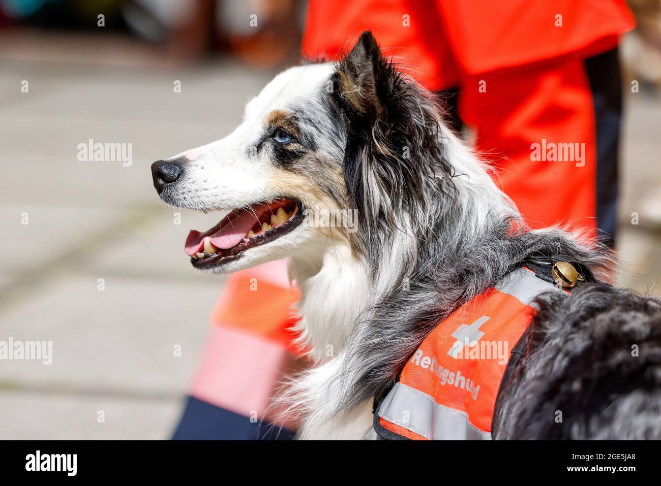 Berlin, Germany. 15th Aug, 2021. A rescue dog from the BRH Rettungshundestaffel Berlin waits for his turn at the fan screening of 'PAW Patrol: Der Kinofilm' at the cinema in the Kulturbrauerei. Credit: Gerald Matzka/dpa/Alamy Live News Stock Photo