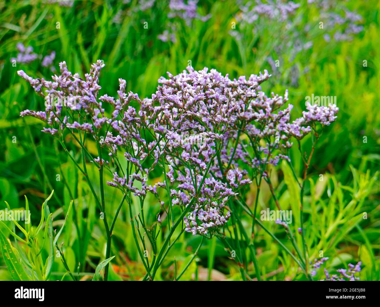 A view of the flowers of the Common Sea-lavender, Limonium vulgare, on the North Norfolk coast at Blakeney, Norfolk, England, United Kingdom. Stock Photo