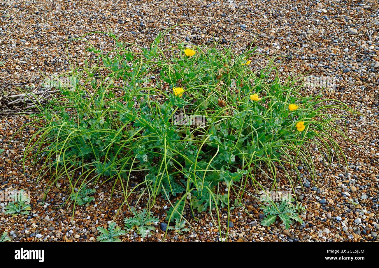 Yellow Horned-poppy, Glaucium flavum, growing in coastal shingle on the North Norfolk coast at Blakeney, Norfolk, England, United Kingdom. Stock Photo