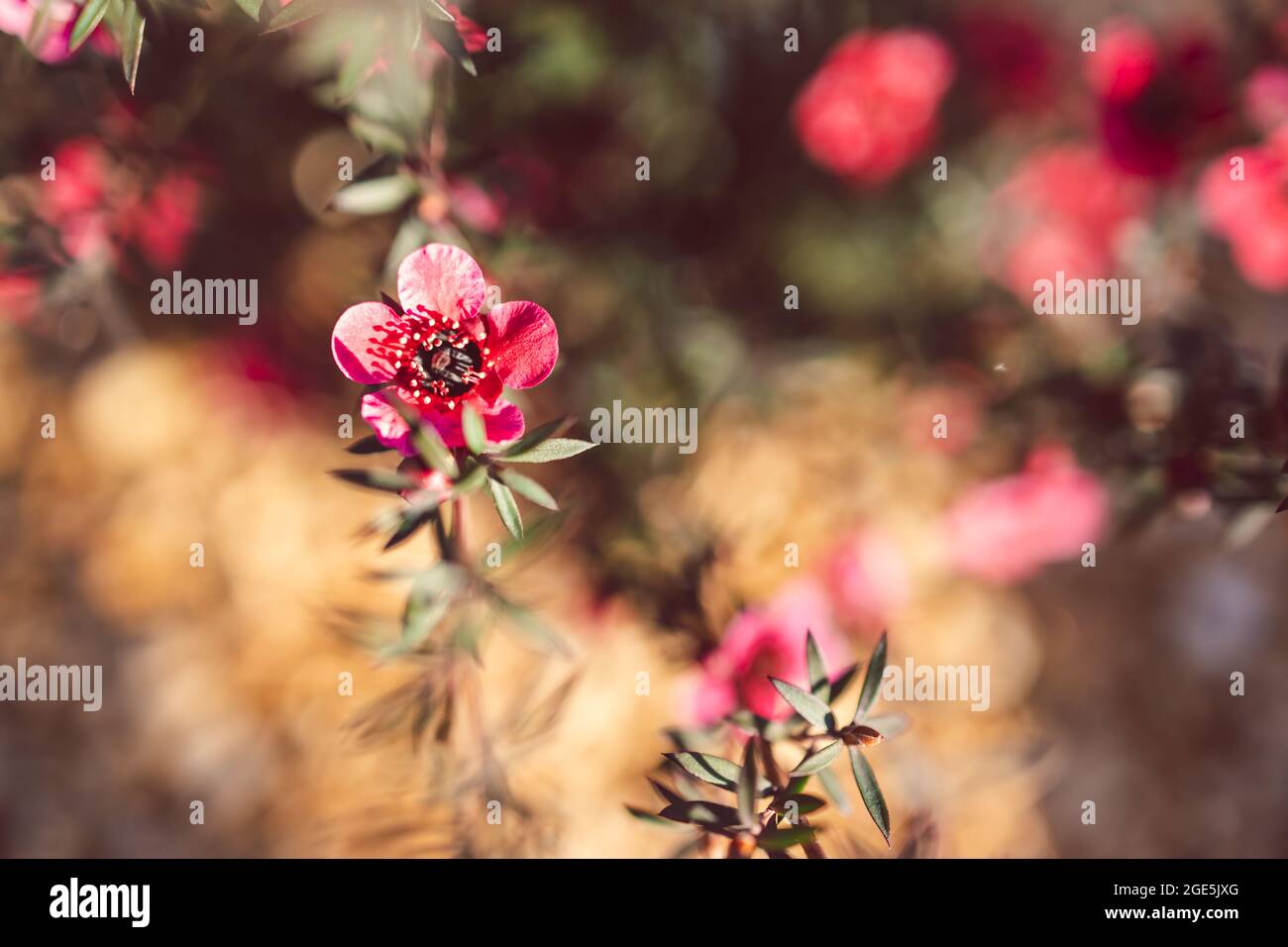close-up of New Zealand Tea Bush plant with dark leaves and red flowers shot at shallow depth of field Stock Photo