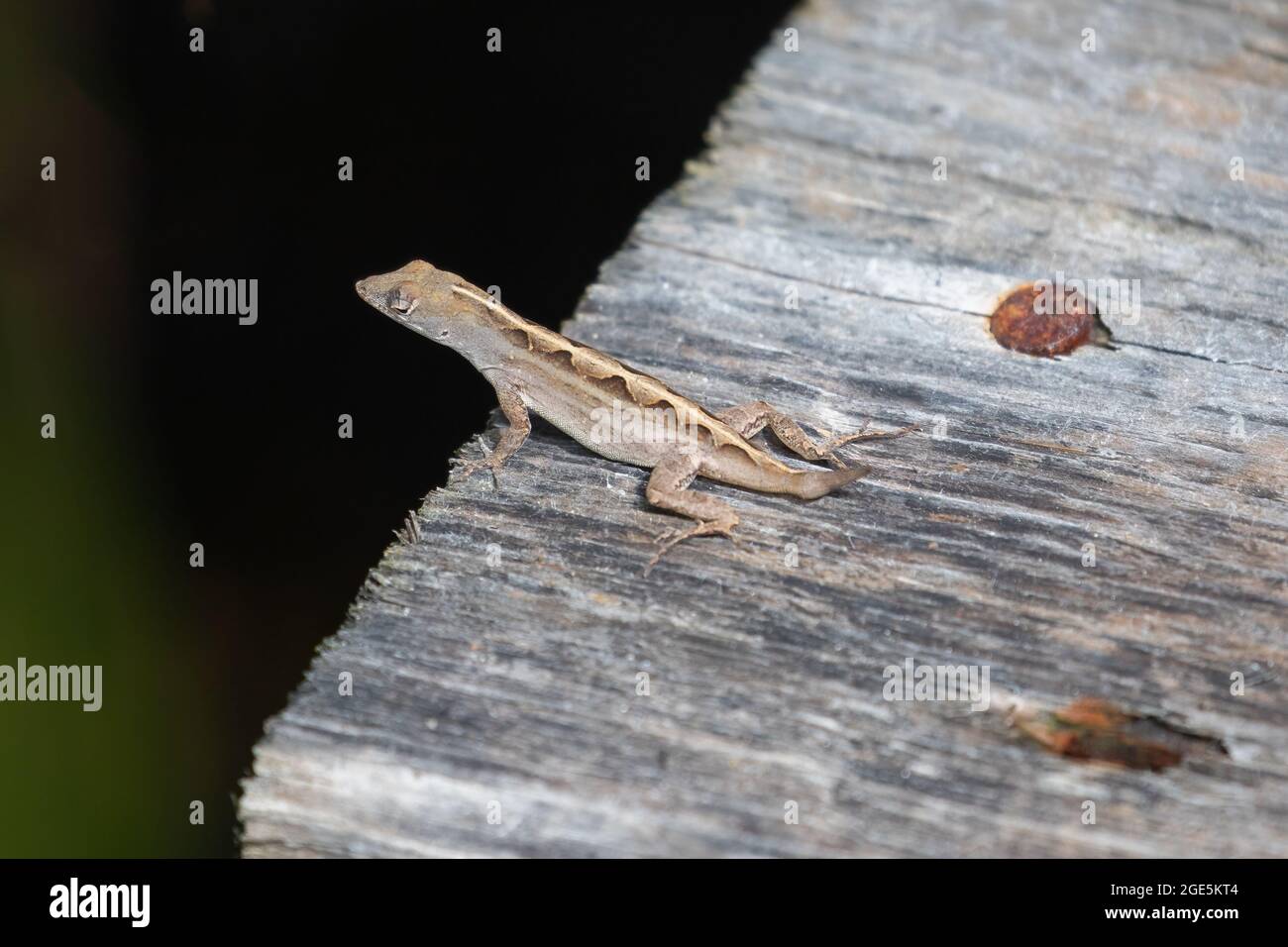 A brown anole (Anolis sagrei) without a tail standing on a weathered wooden deck. Stock Photo