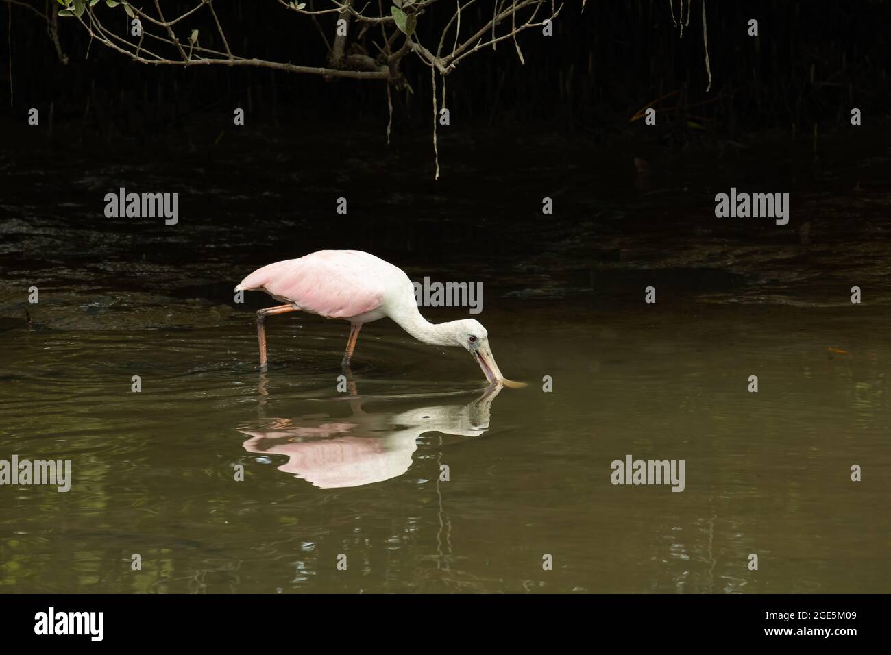 Spoonbill habitat hi-res stock photography and images - Alamy