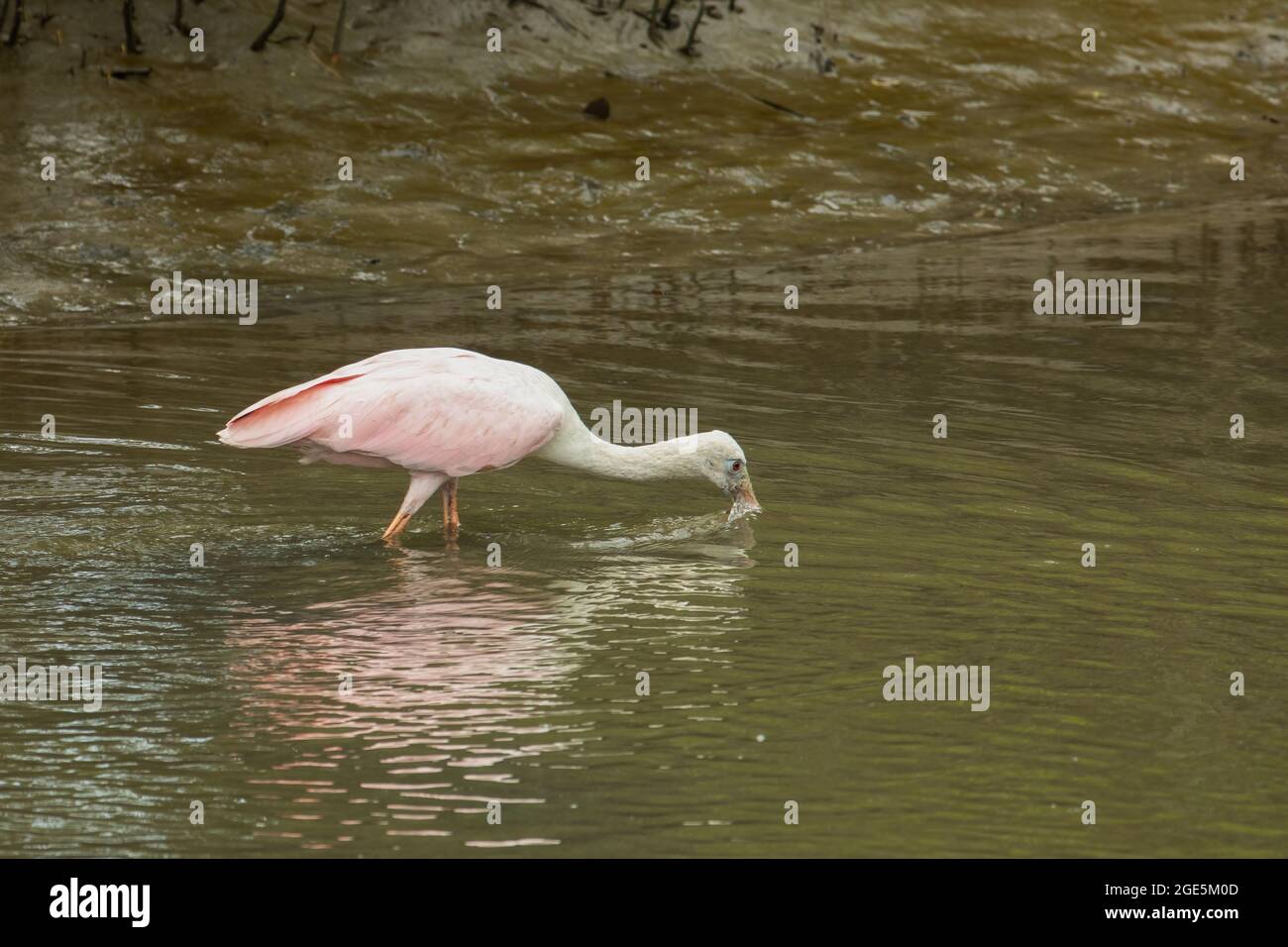 Roseate spoonbill in shallow water searching for food Stock Photo - Alamy