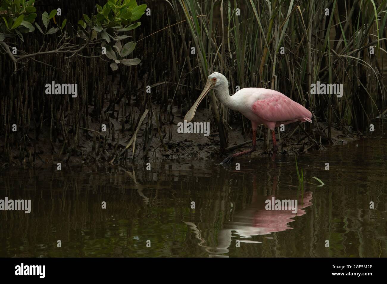 Roseate spoonbill in shallow water searching for food Stock Photo - Alamy