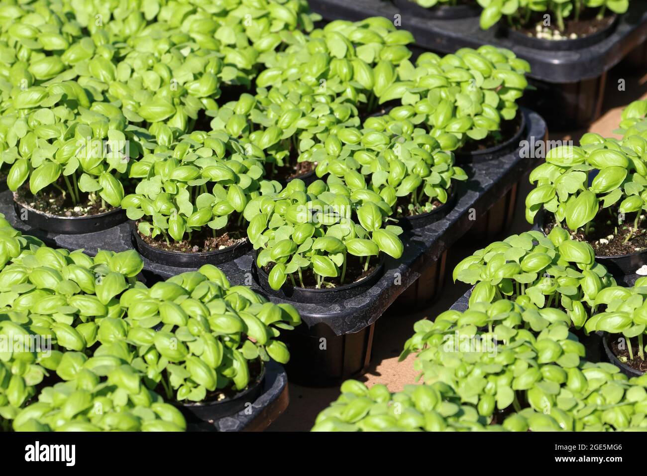 Green basil sprout in nursery farm Stock Photo
