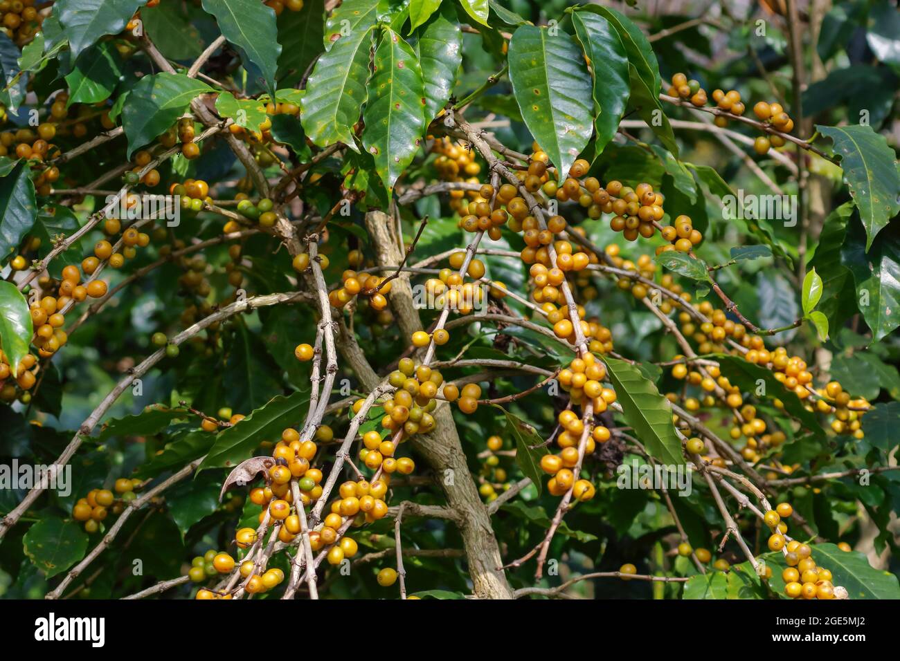 Yellow bourbon coffee tree, the yellow berry fruit variety of Coffea arabica Stock Photo