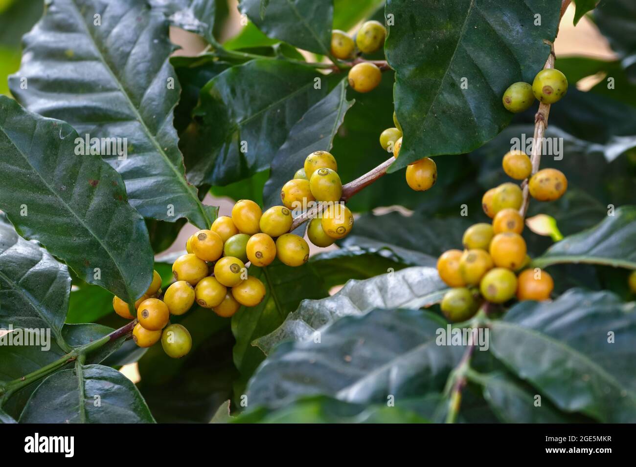 Bunch of yellow berry coffee fruit, The Yellow bourbon variety of Coffea arabica Stock Photo