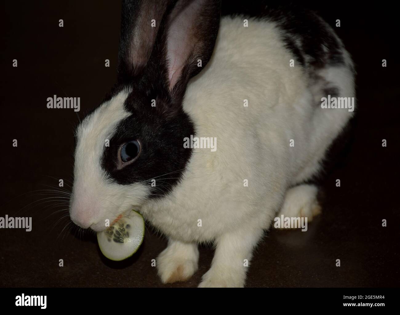 A domestic baby rabbit eating cucumber Stock Photo - Alamy